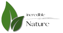 WordPress – Content-Management-Systeme